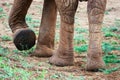 Close up of African Elephants legs at Tsavo East National Park in Kenya Royalty Free Stock Photo