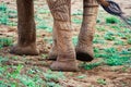 Close up of African Elephants legs at Tsavo East National Park in Kenya Royalty Free Stock Photo