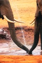 A close up of African Elephants trunks drinking water at Tsavo East National Park in Kenya