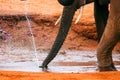 A close up of African Elephants trunks drinking water at Tsavo East National Park in Kenya