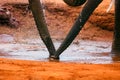 A close up of African Elephants trunks drinking water at Tsavo East National Park in Kenya