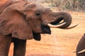 A close up of African Elephants trunks drinking water at Tsavo East National Park in Kenya