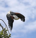 Close up of an African Fish Eagle