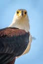 Close-up of African fish eagle watching camera Royalty Free Stock Photo