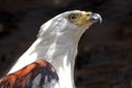 African Fish Eagle