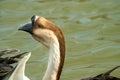 Close up of an African goose, with brown and white feathers, in a lake Royalty Free Stock Photo