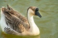 Close up of an African goose, with brown and white feathers, in a lake Royalty Free Stock Photo