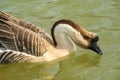 Close up of an African goose, with brown and white feathers, in a lake Royalty Free Stock Photo