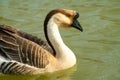 Close up of an African goose, with brown and white feathers, in a lake Royalty Free Stock Photo