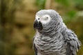 Close up of african grey parrot head, Psittacus erithacus Royalty Free Stock Photo