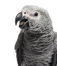 Close-up of a African Grey Parrot (3 months old) isolated on whi