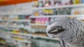 Close up African grey parrot Psittacus erithacus portrait in store. Bird listening to customer and offering goods. Face scene of