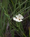 African iris