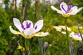 Close up of African Iris flower