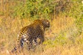 Close up of an African Leopard