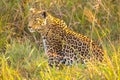 Close up of an African Leopard