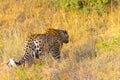 Close up of an African Leopard