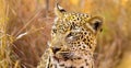 Close up of an African Leopard