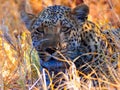 Close up of African leopard Panthera pardus pardus Royalty Free Stock Photo