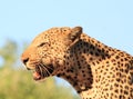 Close up of an African Leopard side profile with a natural blue sky background Royalty Free Stock Photo