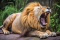 close up of an african lion, yawning or roaring Royalty Free Stock Photo