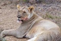 African lioness resting but alert after a successful morning hunt