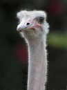 Close up of african ostrich Royalty Free Stock Photo