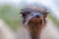 Close up of an Ostrich head on the blur bright background