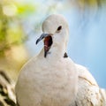 Close-up of an African ring-necked dove with a beak wide open and tongue extruding