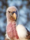 Close up of African Ruppell's vulture waiting