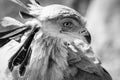 Close up of an African secretary bird of prey head shot close up black and white greyscale Royalty Free Stock Photo