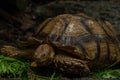 Close up African spurred tortoise eating Royalty Free Stock Photo