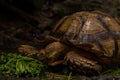 Close up African spurred tortoise eating, Slow life, Africa spurred tortoise Royalty Free Stock Photo
