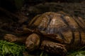 Close up African spurred tortoise eating, Slow life, Africa Royalty Free Stock Photo