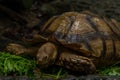 Close up African spurred tortoise eating, Slow life Royalty Free Stock Photo