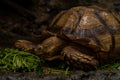 Close up African spurred tortoise eating, Slow life Royalty Free Stock Photo