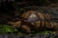 Close up African spurred tortoise eating, Slow life Royalty Free Stock Photo