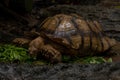 Close up African spurred tortoise eating, Slow life Royalty Free Stock Photo