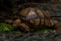 Close up African spurred tortoise eating, Slow life Royalty Free Stock Photo