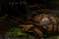 Close up African spurred tortoise eating, Slow life Royalty Free Stock Photo