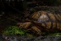 Close up African spurred tortoise eating, Slow life Royalty Free Stock Photo