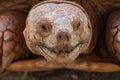 Close up of african spurred tortoise or geochelone sulcata in the garden. Sulcata tortoise is looking at camera