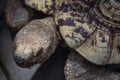 Close-up of African spurred tortoise head and shell texture Royalty Free Stock Photo