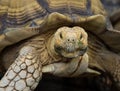 Close Up of African Spurred Tortoise Looking at Camera with Detailed Shell Texture Royalty Free Stock Photo