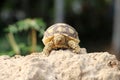 Africa spurred tortoise sunbathe on ground with his protective shell