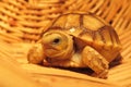 Close up African spurred tortoise resting in the Natural