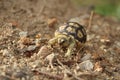 Close up African spurred tortoise resting in the Natural