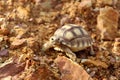 Close up African spurred tortoise resting in the Natural