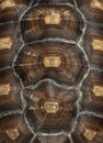 Close-up of an African Spurred Tortoise's carapace