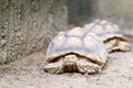 Close up of AFRICAN SPURRED TORTOISE & x28;Geochelone sulcata& x29; tortoi Royalty Free Stock Photo